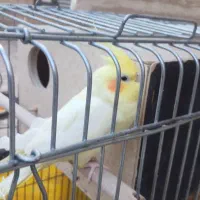 فروش دوعدد عروس|پرنده|قمصر, |دیوار