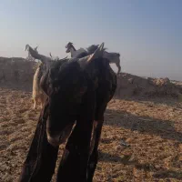 کهره نر کامورای اصیل|حیوانات مزرعه|بهبهان, |دیوار