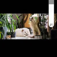 سگ چاو چاو نر ماده