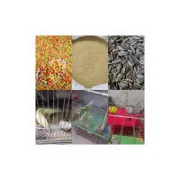 فروش  مرغ عشق معمولی ورنگین کمانی اسپانگل وخوراک