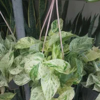 پتوس مرمری خاص|گل و گیاه طبیعی|تهران, شهرک شهید باقری|دیوار