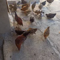 مرغ وحشی محلی