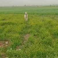 سگ گله|سگ|اراک, |دیوار