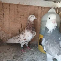 کبوتر پرشی|پرنده|اصفهان, ملک‌شهر|دیوار