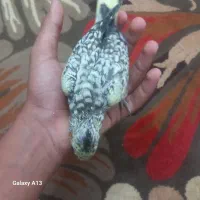عروس هلندی سرلاکی