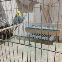 فروش مرغ عشق رنبو