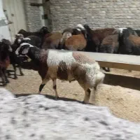 نر بروجردی|حیوانات مزرعه|خان ببین, |دیوار