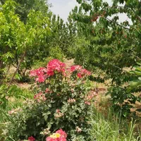 فروش زمین ۶۰۰ متری محدود پل زمانخان روستایی شوراب|فروش زمین و ملک کلنگی|اصفهان, آزادگان|دیوار