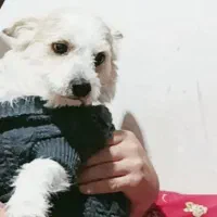 سگ پاکوتا نر ۸ ساله گمشده در مراغه|حیوانات|مراغه, |دیوار