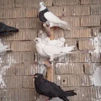 دسته کفتر