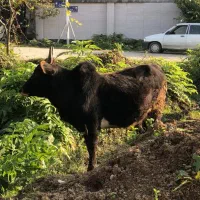 ورزا گوساله نر آس|حیوانات مزرعه|چالوس, |دیوار