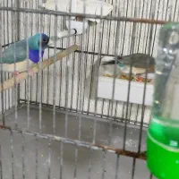 پرنده گلدین ابی