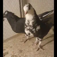 11تا کبوتر هواگرفته یجایی فروشی|پرنده|شاهرود, |دیوار