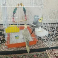 عروس هلندی مولد