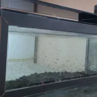 آکواریوم|ماهی|پره‌سر, |دیوار