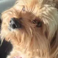 سگ حیوان خانگی