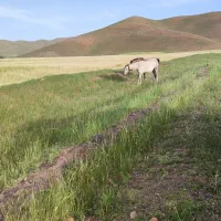 اجاره زمین کشاورزی بارانی 14جریب