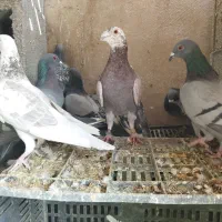 کبوتر پلاکی طوقی (چنارشیجون)|پرنده|شیراز, درکی|دیوار