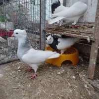 طوقی آبی . ماده|پرنده|خرم‌آباد (تنکابن), |دیوار