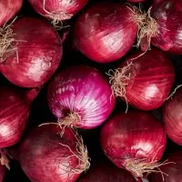 فروش بزر پیاز سفید  مینروا   پی اس طلایی