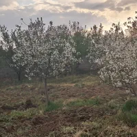 300 متر زمین چسبیده به بافت