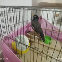 مینا|پرنده|ماهدشت, |دیوار