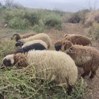 ۸عددبره۵تانر۳ماده خانگی پرگوشت سرحال|حیوانات مزرعه|کرخه, |دیوار