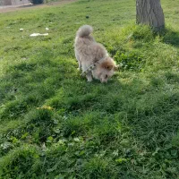 سگ پامر روباهی|سگ|خرمآباد, |دیوار