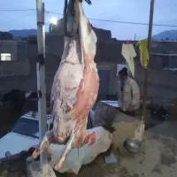 کوده گوسفندی