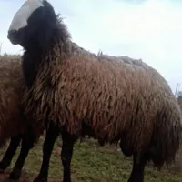 گوسفند نژاد شال|حیوانات مزرعه|کرمانشاه, |دیوار