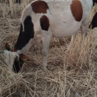 ۱۰راس گاو بالی ۷ ماه بفردش میرسد|حیوانات مزرعه|یاسوج, |دیوار