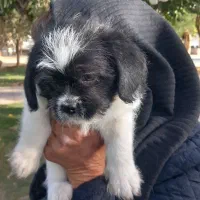 واگذاری|سگ|فردیس, شهرک ناز|دیوار