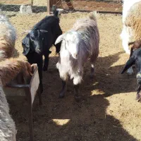 دو عدد بزغاله ماده|حیوانات مزرعه|سبزوار, قصبه شرقی|دیوار