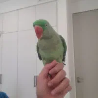 شاه طوطی فول رام