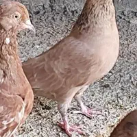 جفت کله ای برنجی ماده|پرنده|اهواز, ۲۴ متری|دیوار