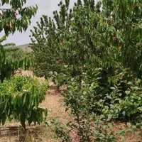 فروش زمین ۶۰۰ متری محدود پل زمانخان روستایی شوراب|فروش زمین و ملک کلنگی|اصفهان, آزادگان|دیوار