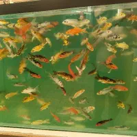 ماهی کوی سوپر باله|ماهی|اصفهان, باتون|دیوار