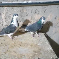 دمگیر جفتی گچی وسیاپشت وپلاکی اصل سبز دوخط|پرنده|برخوار, |دیوار