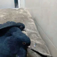 کبوترمفلق|پرنده|بروجن, |دیوار