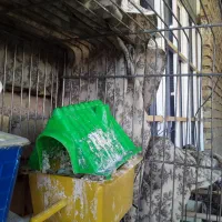 فروش فنج بالغ مولد نژاد دار|پرنده|دهلران, |دیوار