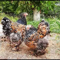 فروش برهمای پورسلن