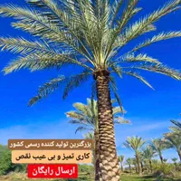 سرزمین نخل و پالم  لوکس برای باغ ویلا