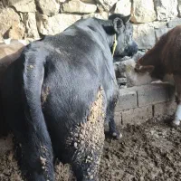 گوساله نر پرواری|حیوانات مزرعه|اندیکا, |دیوار