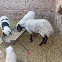 کود گوسفندی