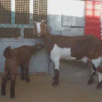 بز وبزغاله نر|حیوانات مزرعه|کارزان, |دیوار