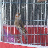 سهره قناری نر