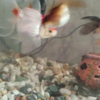 فروش ماهی گلد فیش|ماهی|شهرکرد, |دیوار