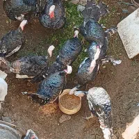 ۷‌عدد‌بوقلمون‌نر|حیوانات مزرعه|خرمدره, |دیوار