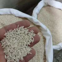 برنج مصیب سرالک
