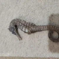 اسب آبی دکور|مجسمه، تندیس، ماکت|بوشهر, |دیوار